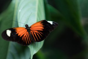 Mariposa/Butterfly