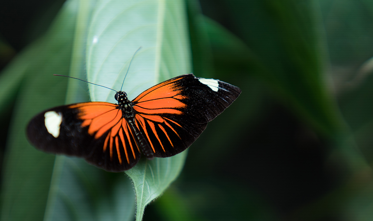 Mariposa/Butterfly