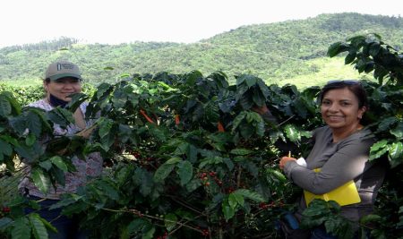 UPR, Puerto Rico y Hawái realizan investigación subvencionada por agricultura federal sobre hongos en la hoja del café