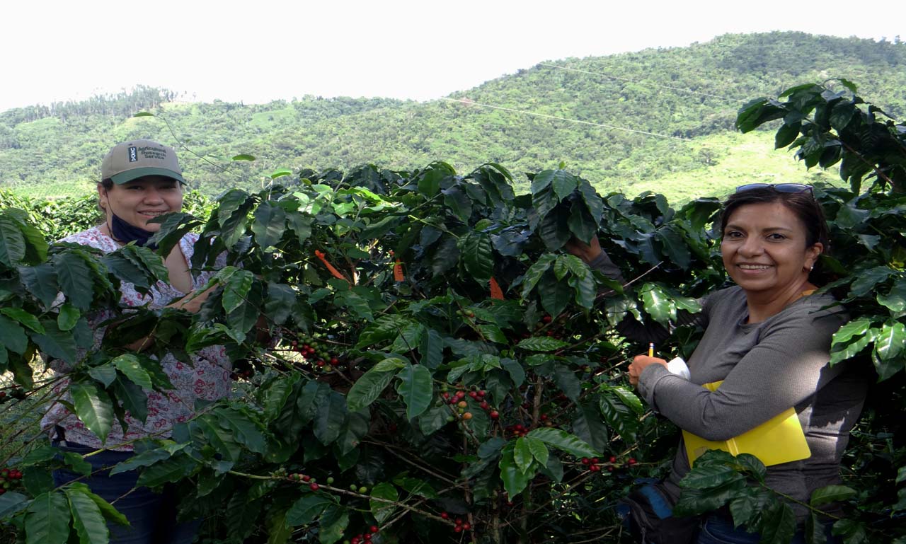 Foto Investigación sobre hongos en la hoja de Café