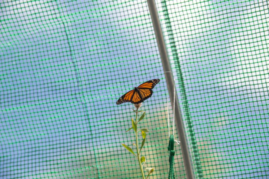 Foto de la nota del mariposario