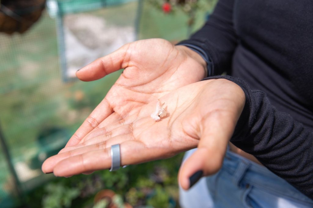 Foto de la nota del mariposario