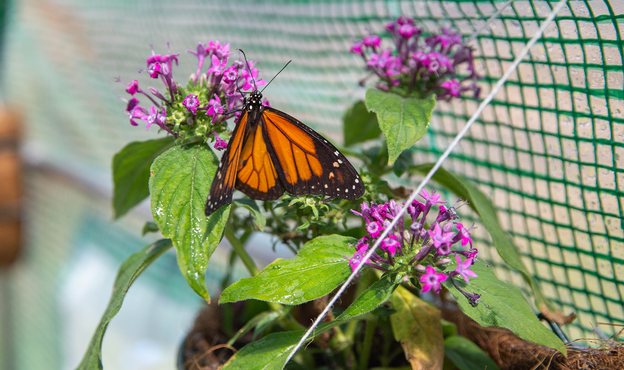 Foto de la nota del mariposario