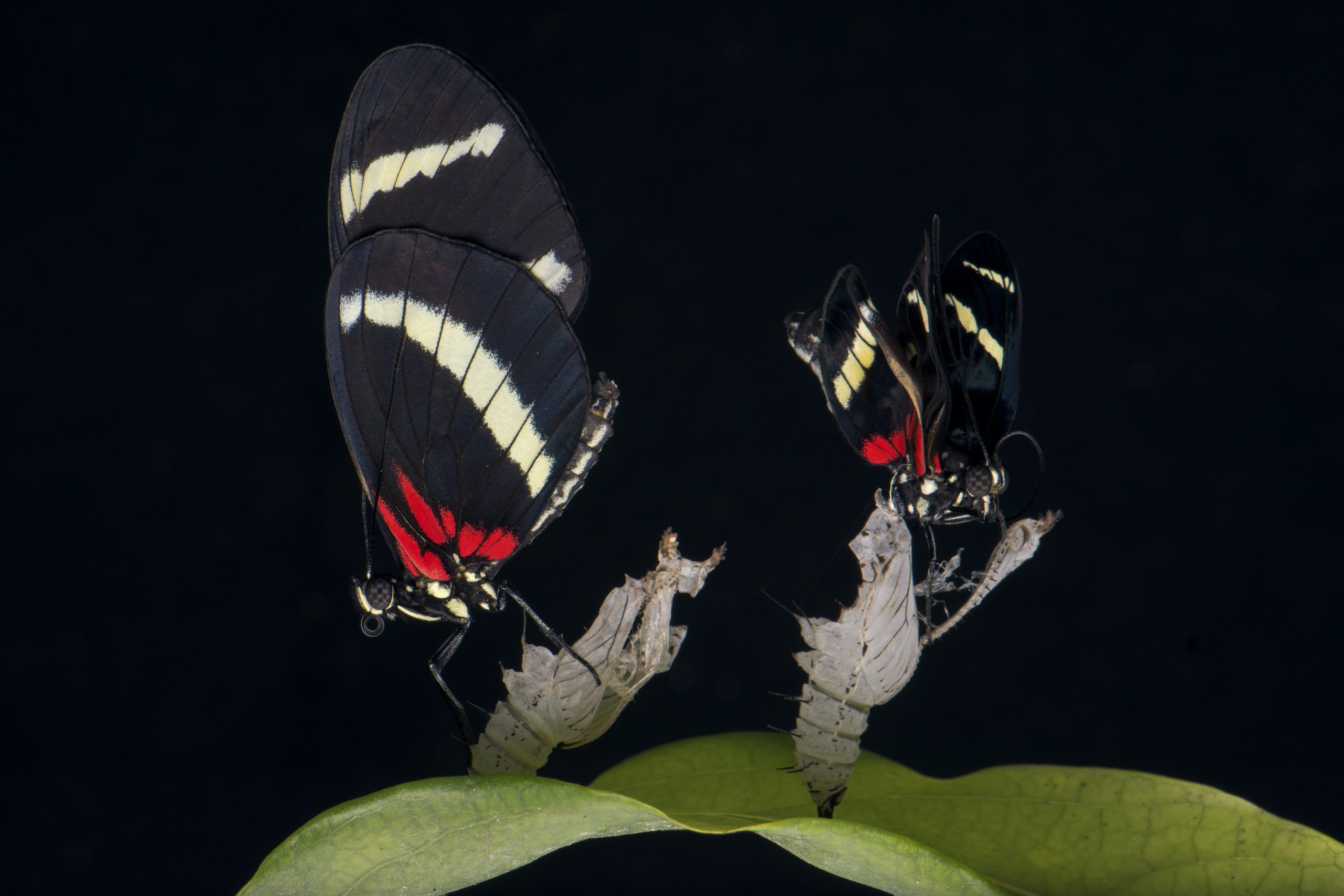 dos mariposas sobre una hoja