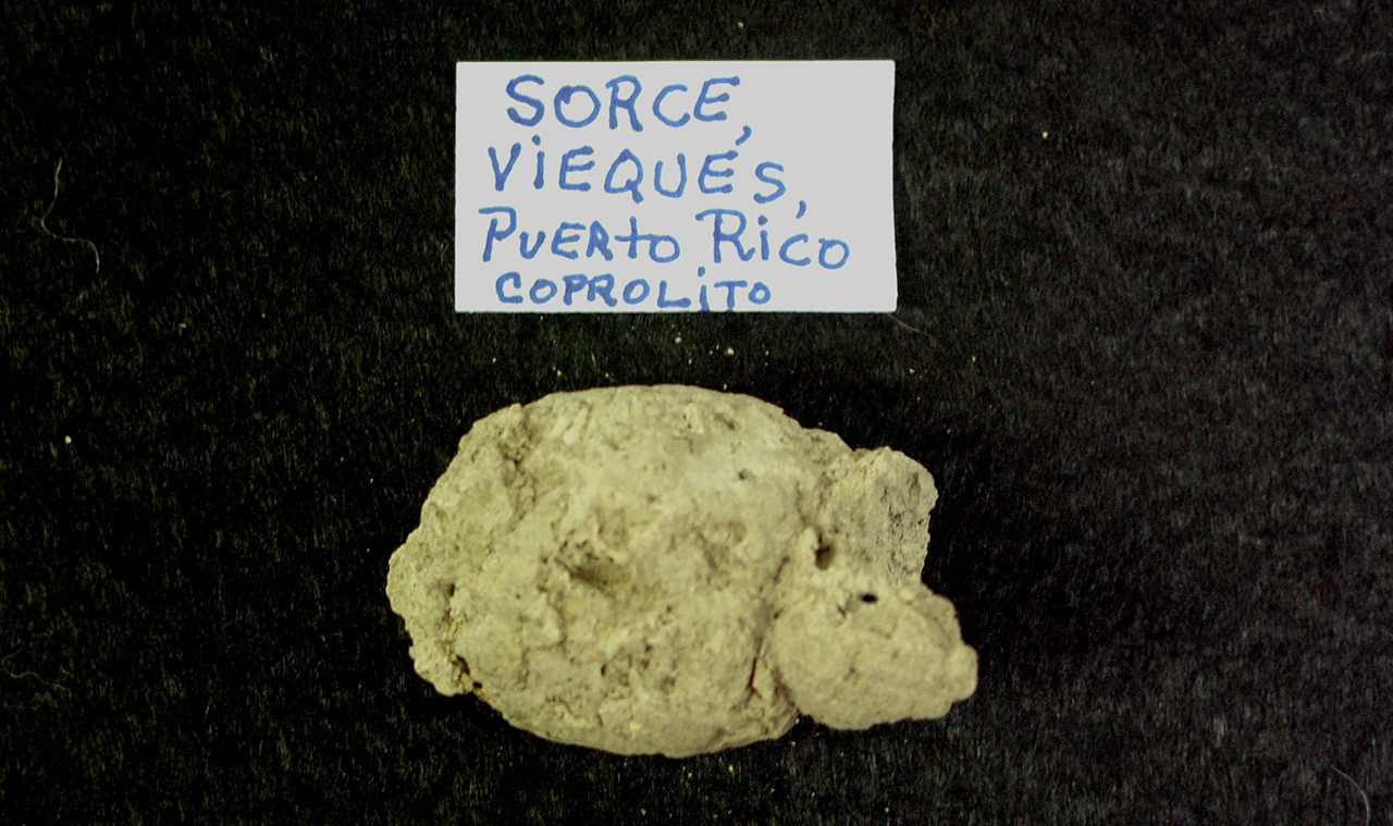 Coprolito hallado en Sorcé en la isla municipio de Vieques por los arqueólogos Yvonne Narganes y Luis Chanlatte (depd) - Photo ID DSC01303