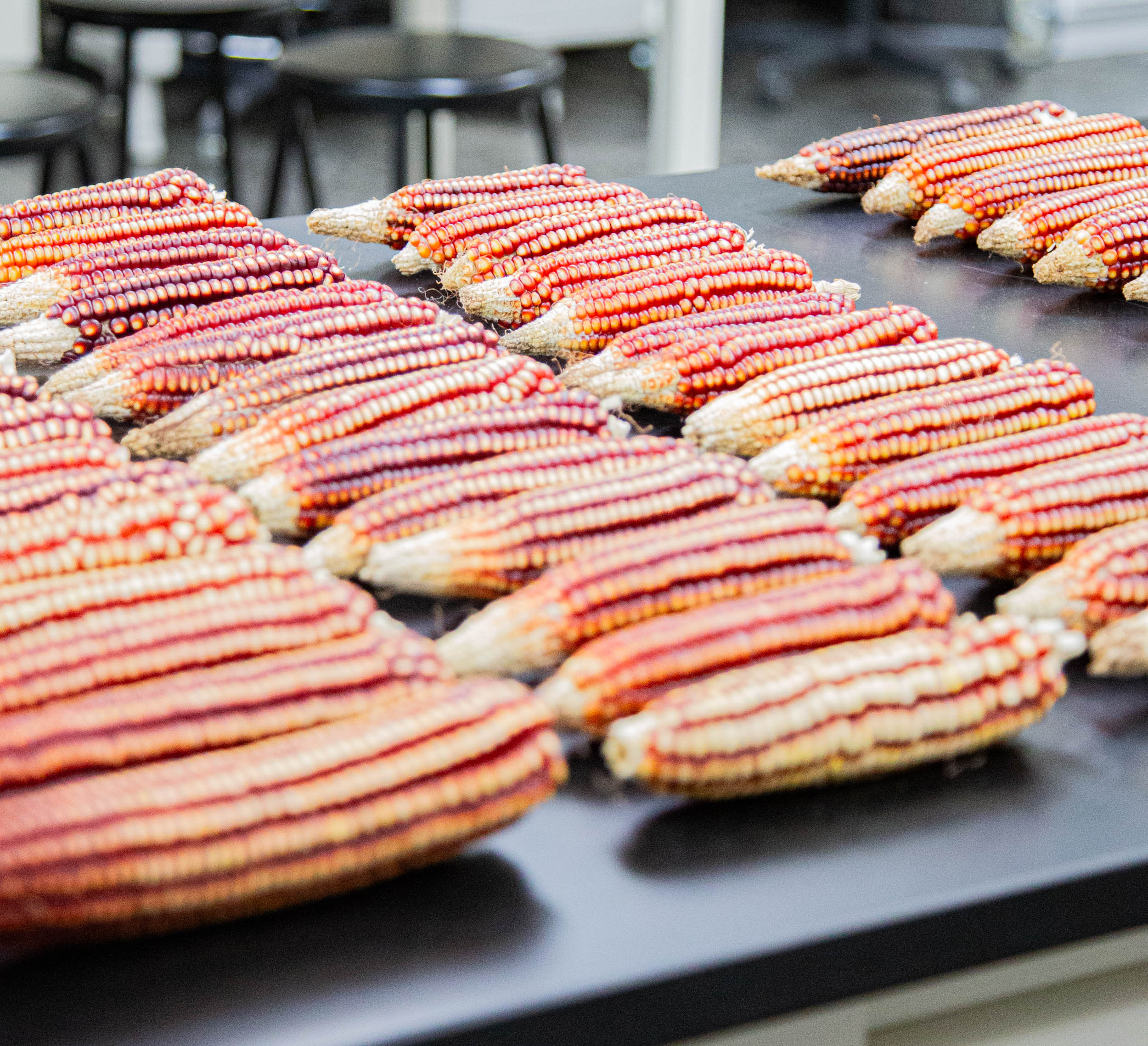 Las iniciativas del laboratorio atienden la inseguridad alimentaria en el país.