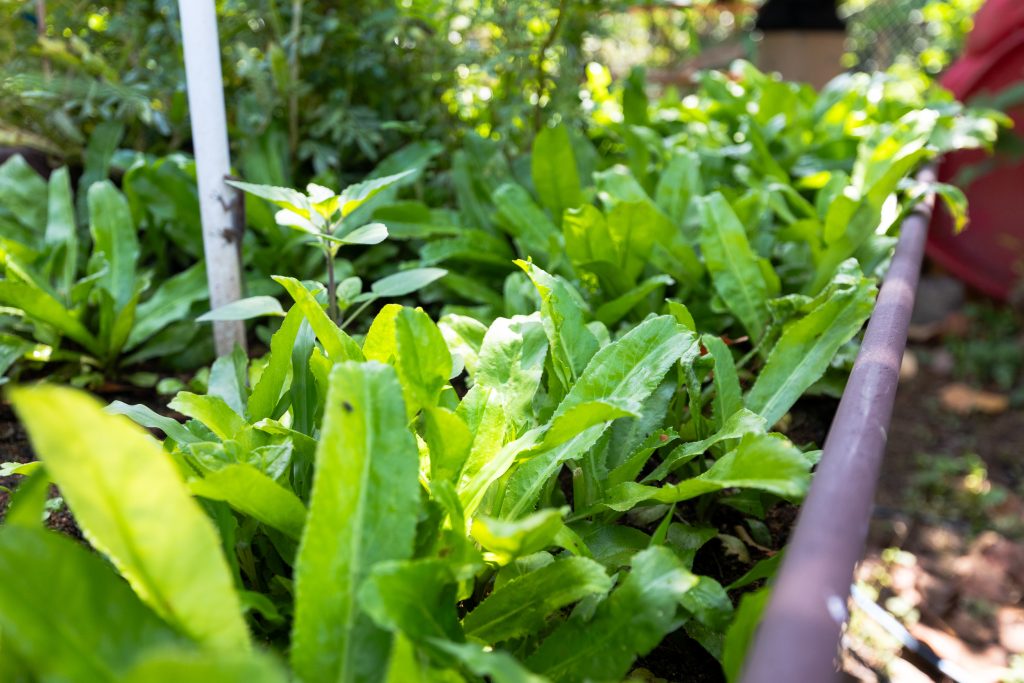 Huerto, Vivero y Bosque Urbano Comunitario de Capetillo