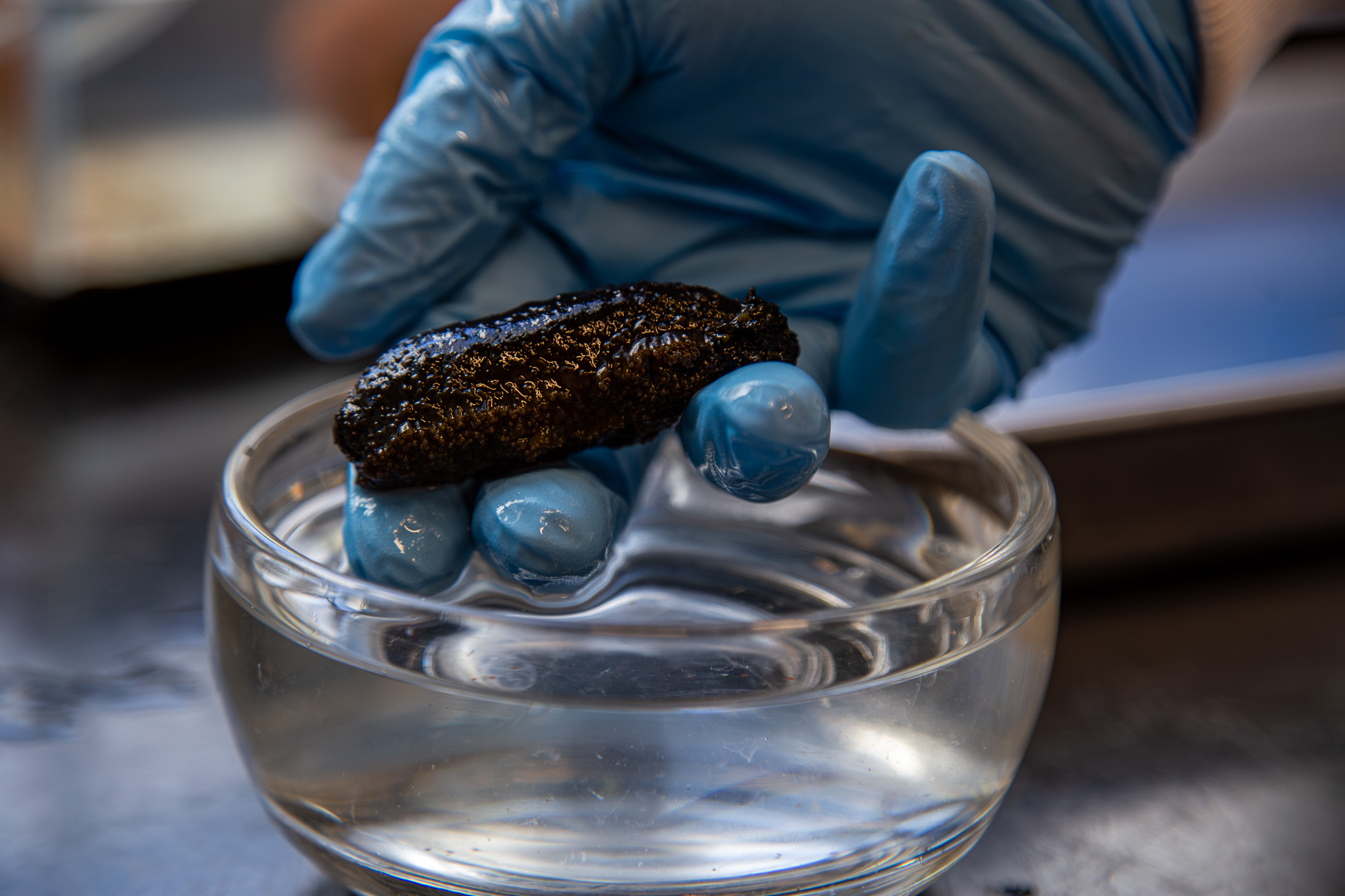 El pepino de mar, organismo capaz de regenerar su intestino, sirve como modelo clave para estudiar procesos de regeneración de tejidos