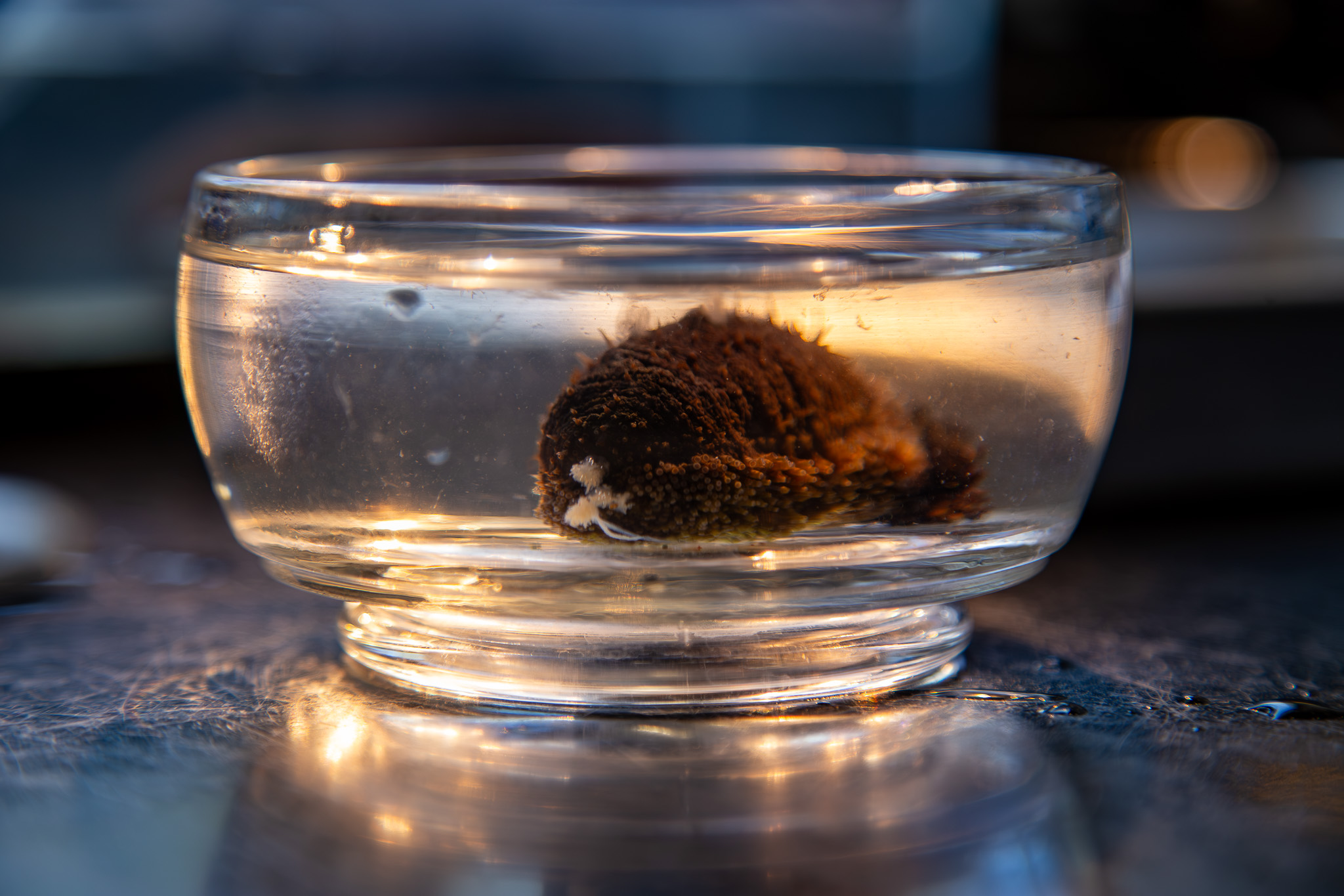 El pepino de mar, organismo capaz de regenerar su intestino, sirve como modelo clave para estudiar procesos de regeneración de tejidos