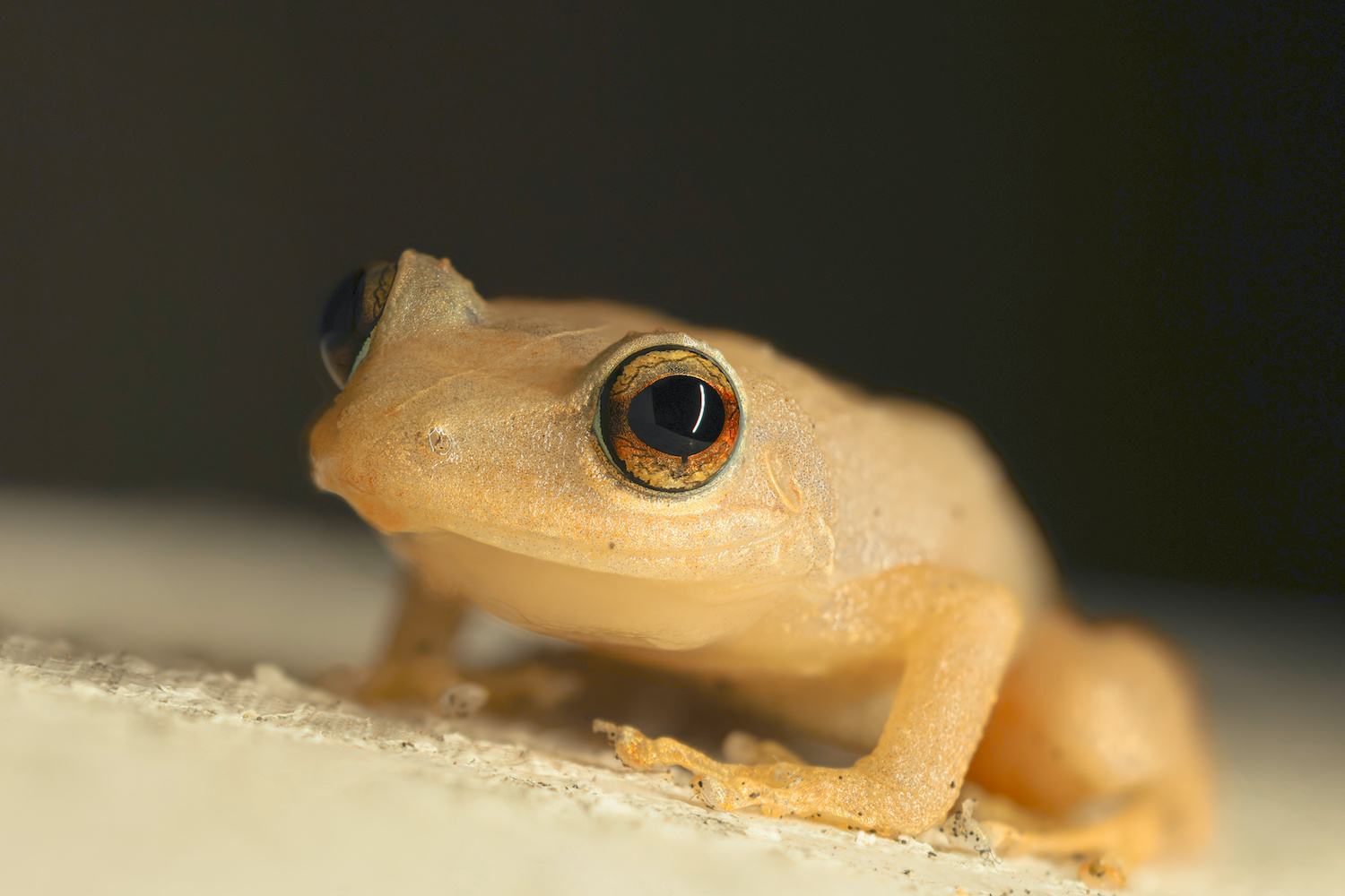 Coqui Comun from Puerto Rico
